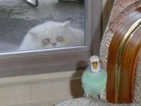 Katze auf der Lauer