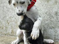 Tierliebe Hund und Katze
