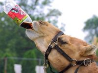 Camel Drink