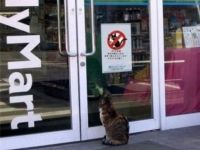 Katzen müssen draußen bleiben