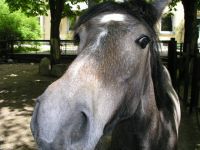 guckst du pferd
