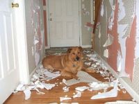 Der Hund hatte Langeweile