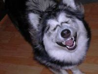 Fröhlicher Hund