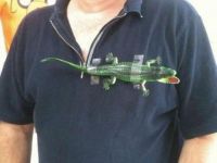 Lacoste selbst gemacht