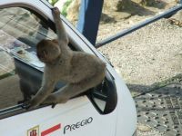 Affe will Auto fahren
