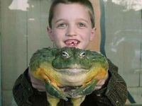 Großer Frosch