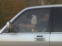 Mitfahrer