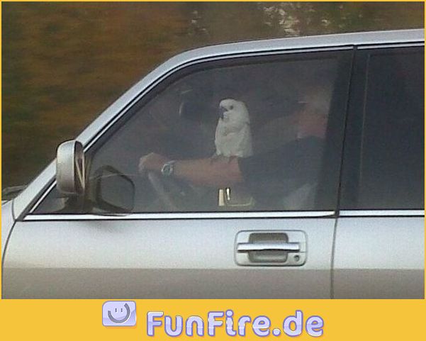 Mitfahrer