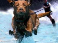 Wasserskihund