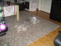 Gut getarnt Teppichhund