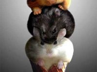 Hamster-Eis