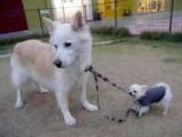 Komm jetzt Hund
