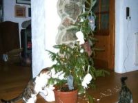 Katzenbaum