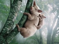 Kletterschweine