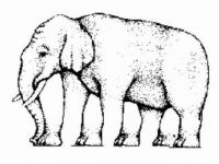 Wie viel Beine hat der Elefant