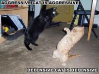 Kampfkatzen