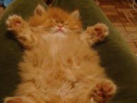 Kleines Kuscheltier