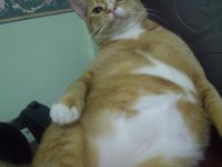 Super fette katze