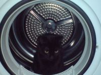 Katze im Trockner