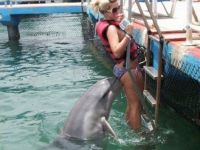 Netter Delphin