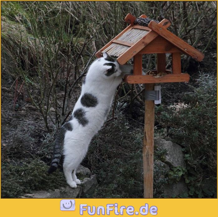 Habe Hunger