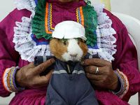 Tracht fürs Meerschweinchen