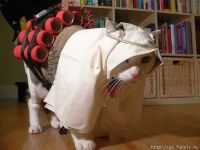 Selbstmordkatze