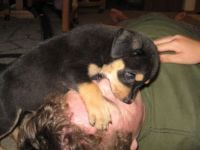 Mund zu Mund Beatmung vom Hund