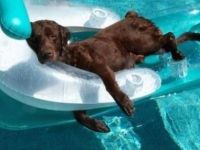 Super cooler Hund