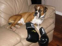 Ein echter Boxer