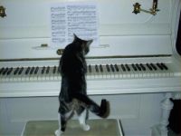 Der Kater am Klavier
