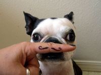 Hund mit Schnurrbart