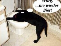 Alki Hund