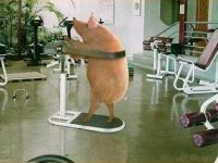 Schweine-Fitness