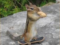 Streifenhörnchen auf Skateboard