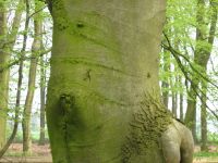 Der Baum mit Arsch