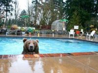 Gast im Pool