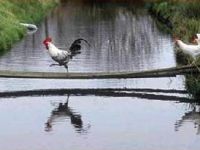 Aufgeblasener Gockel