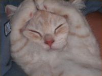 Kaiser-Katze