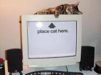 Der Platz für die Katze