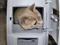 Haus für die Katze