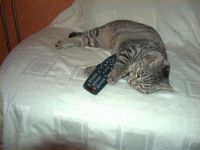 Die zappende Katze