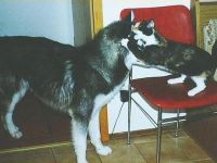 Flüsternde Hunde