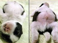Bequeme Schlafposition