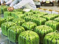 Würfelmelone