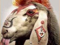 punk ziege