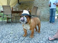 Ein richtig cooler Hund