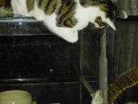 Katz und Maus