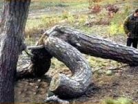 Bäume beim Sex