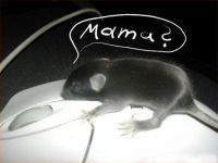 Mausfamilie
